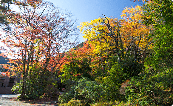 箱根小涌園 蓬莱園